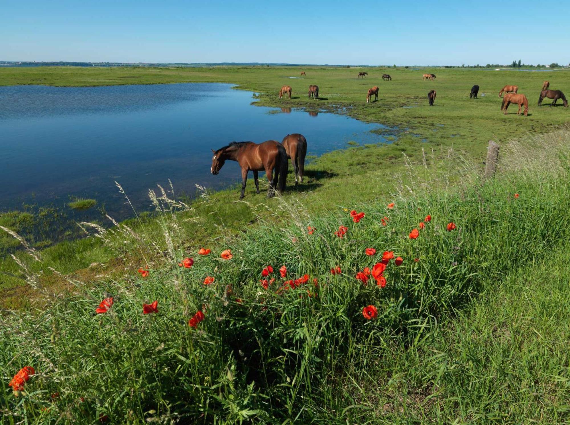Апартаменти Luett Kajuet - Fip Park Інзель-Пель Екстер'єр фото
